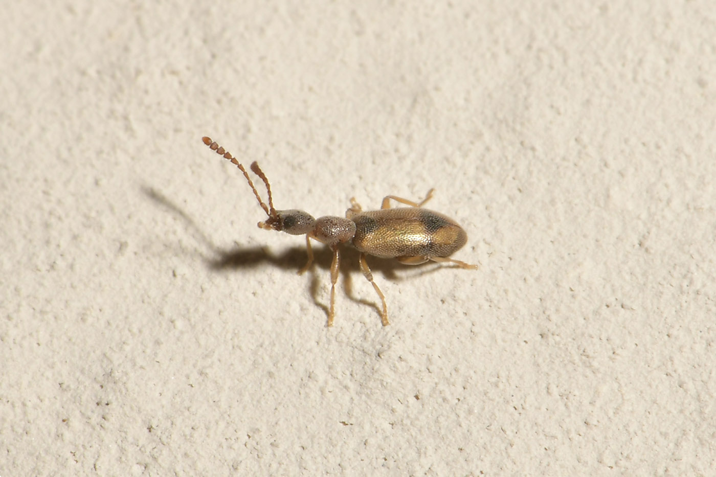 Anthicidae: Endomia unifasciata?  S